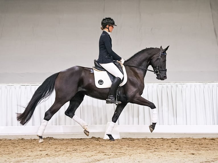 Hannoveraner Stute 4 Jahre 168 cm Rappe in Verden
