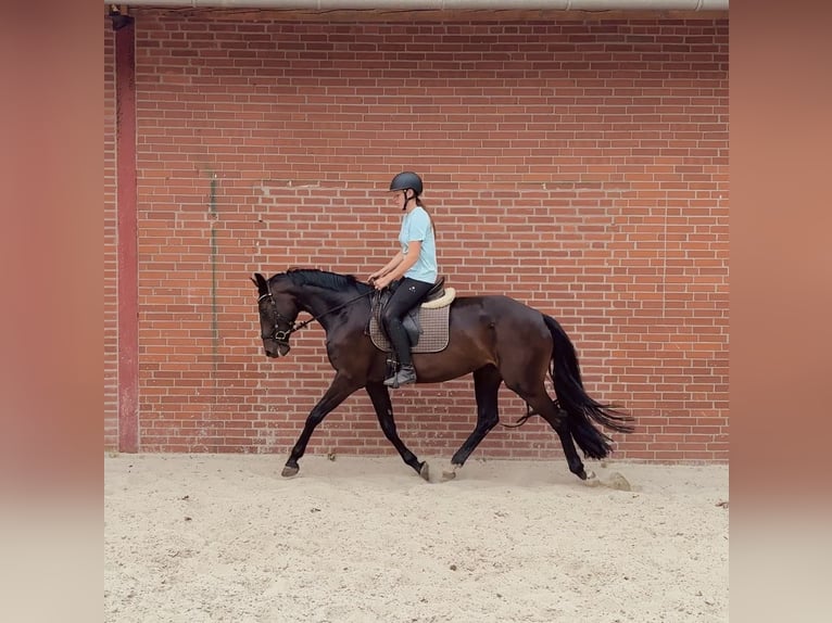 Hannoveraner Stute 4 Jahre 168 cm Rappe in Freren