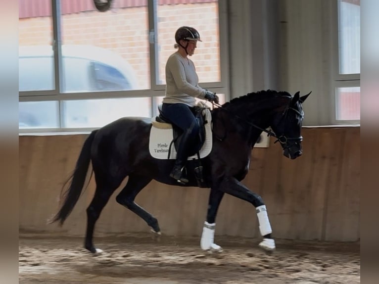 Hannoveraner Stute 4 Jahre 168 cm Rappe in Handrup