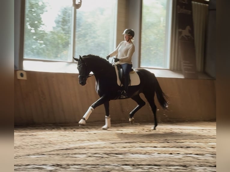 Hannoveraner Stute 4 Jahre 168 cm Rappe in Handrup