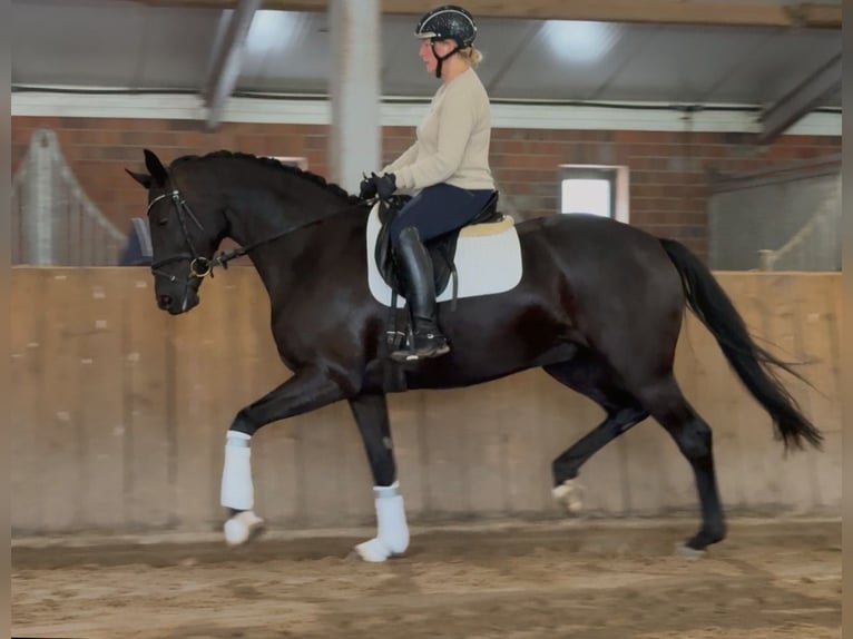 Hannoveraner Stute 4 Jahre 168 cm Rappe in Handrup