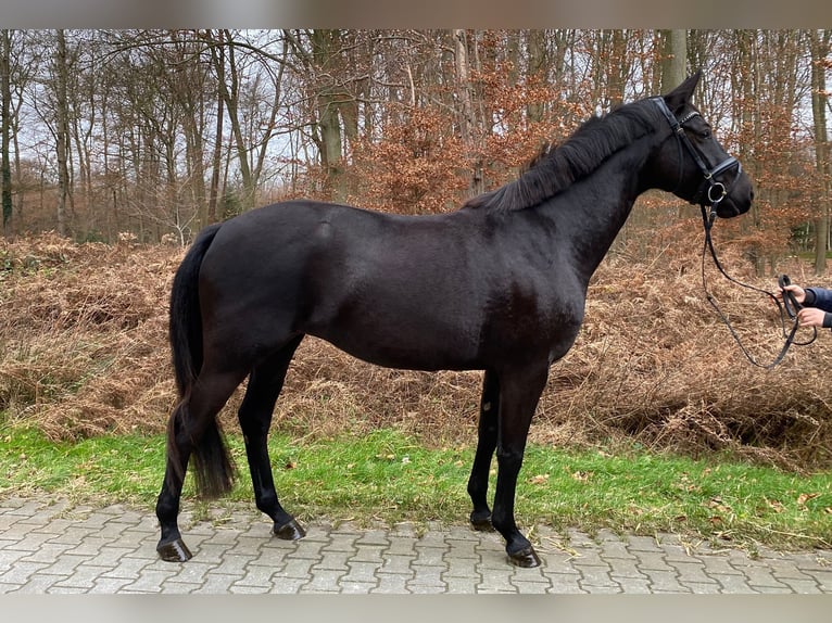 Hannoveraner Stute 4 Jahre 168 cm Rappe in Heinsberg