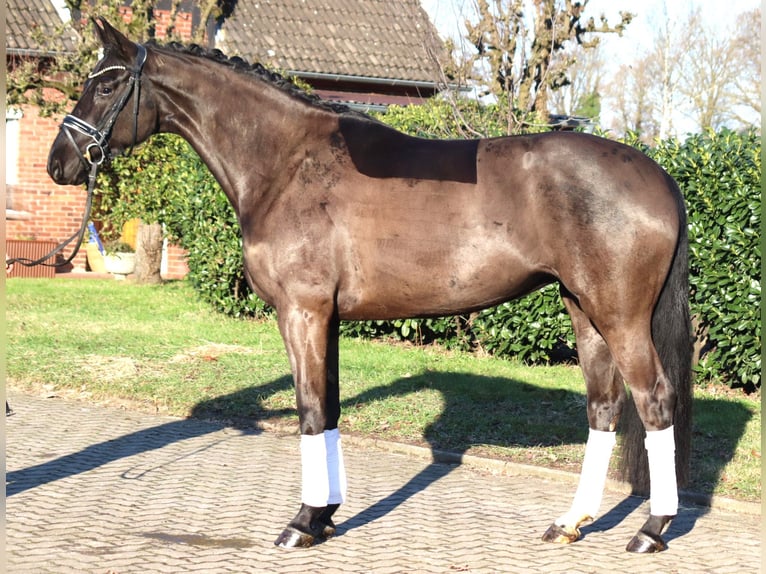 Hannoveraner Stute 4 Jahre 168 cm Rappe in Selsingen