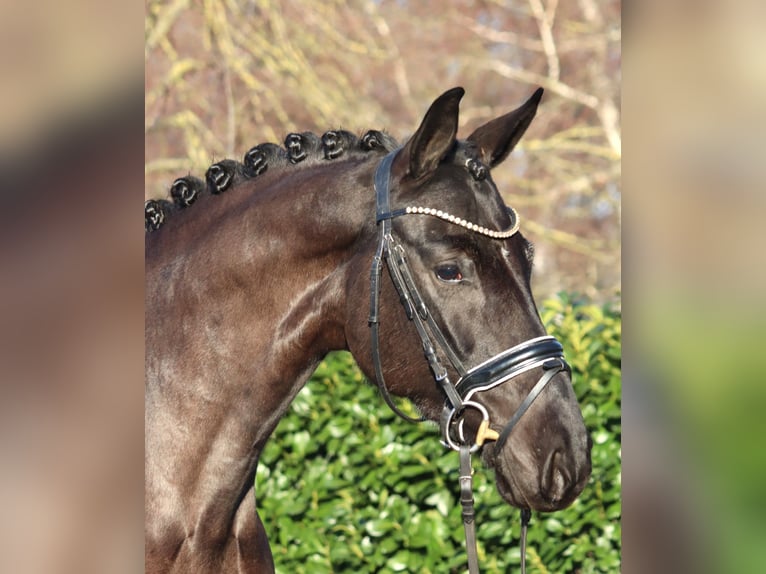 Hannoveraner Stute 4 Jahre 168 cm Rappe in Selsingen