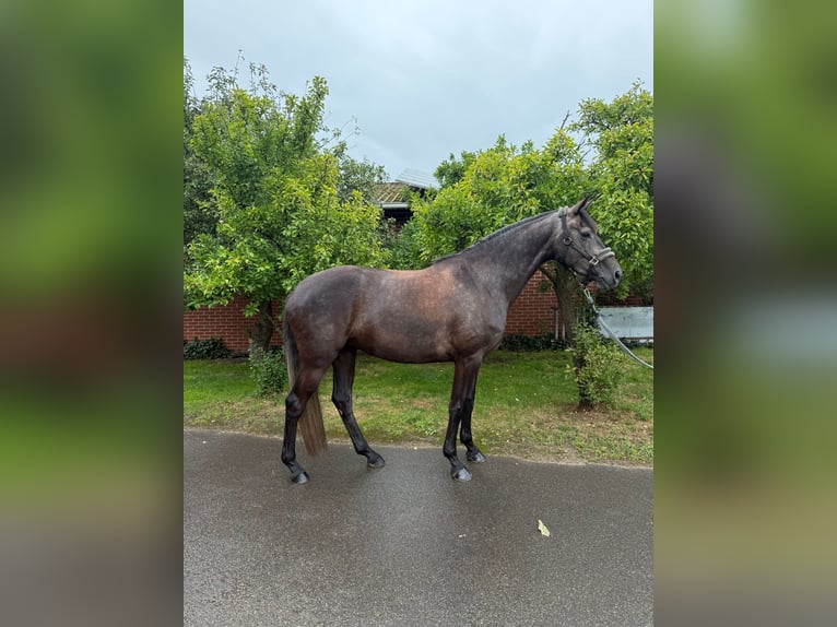 Hannoveraner Stute 4 Jahre 168 cm Schimmel in Lohne (Oldenburg)
