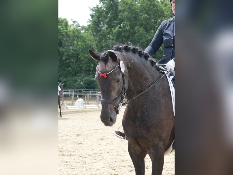 Hannoveraner Stute 4 Jahre 168 cm Schimmel in Lohne (Oldenburg)