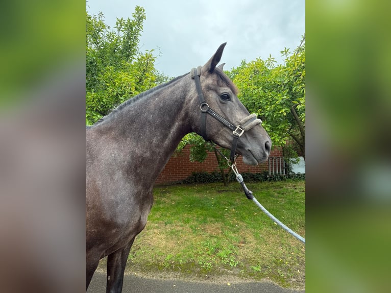 Hannoveraner Stute 4 Jahre 168 cm Schimmel in Lohne (Oldenburg)