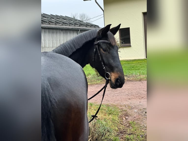 Hannoveraner Stute 4 Jahre 168 cm Schwarzbrauner in Wadern