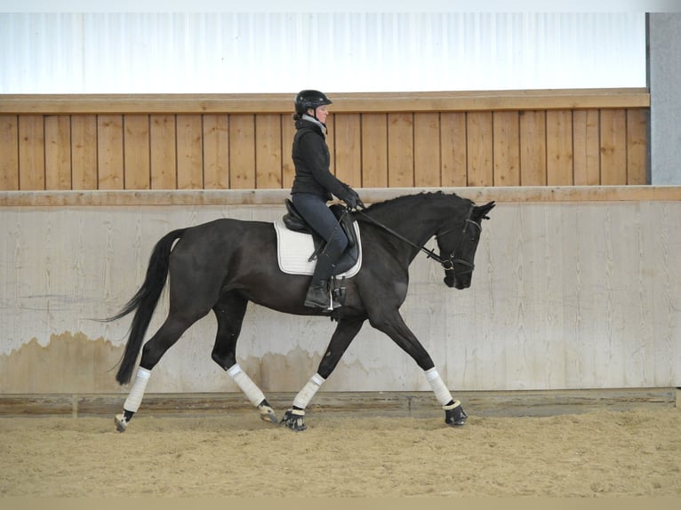 Hannoveraner Stute 4 Jahre 168 cm Schwarzbrauner in Wellheim