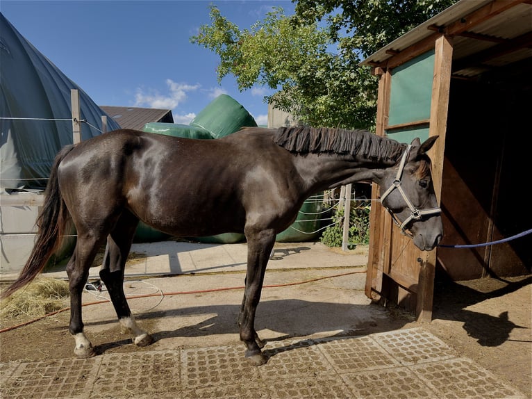 Hannoveraner Stute 4 Jahre 168 cm Schwarzbrauner in Büren
