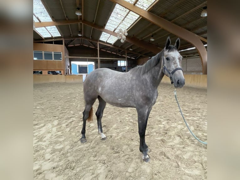 Hannoveraner Stute 4 Jahre 169 cm Blauschimmel in Neukalen