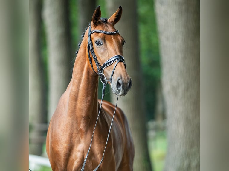 Hannoveraner Stute 4 Jahre 169 cm Brauner in M&#xFC;nster-Handorf