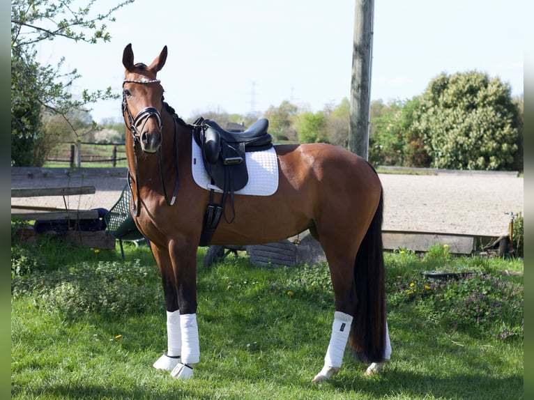 Hannoveraner Stute 4 Jahre 169 cm Brauner in Neuss
