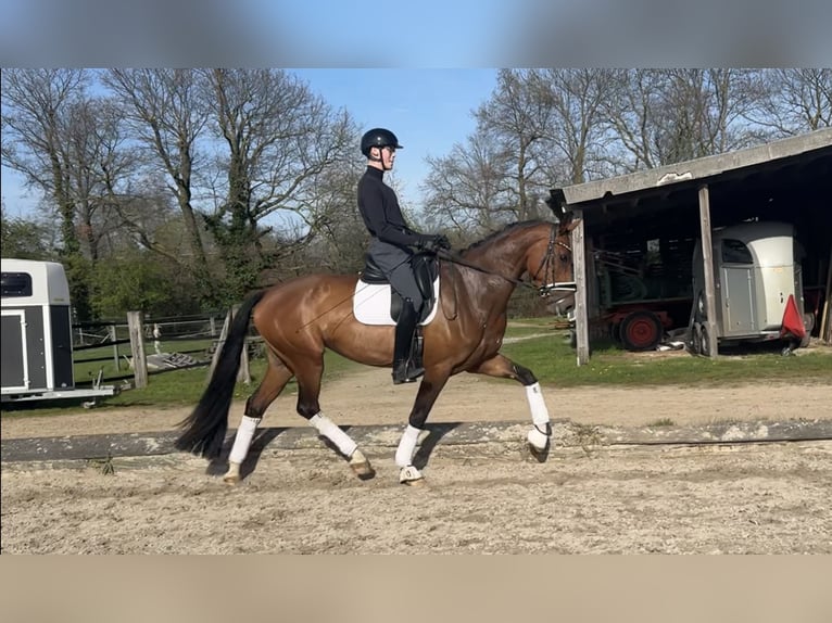 Hannoveraner Stute 4 Jahre 169 cm Brauner in Neuss