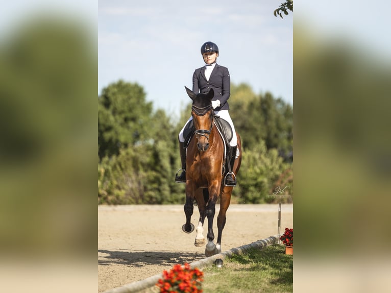 Hannoveraner Stute 4 Jahre 169 cm Brauner in Neuss