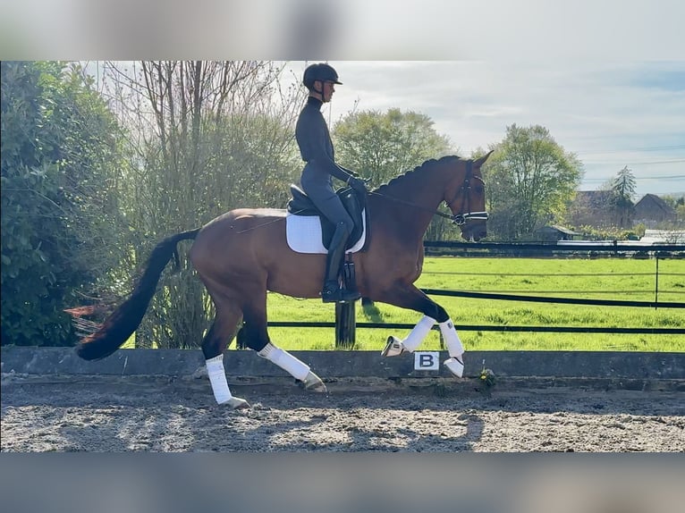 Hannoveraner Stute 4 Jahre 169 cm Brauner in Neuss