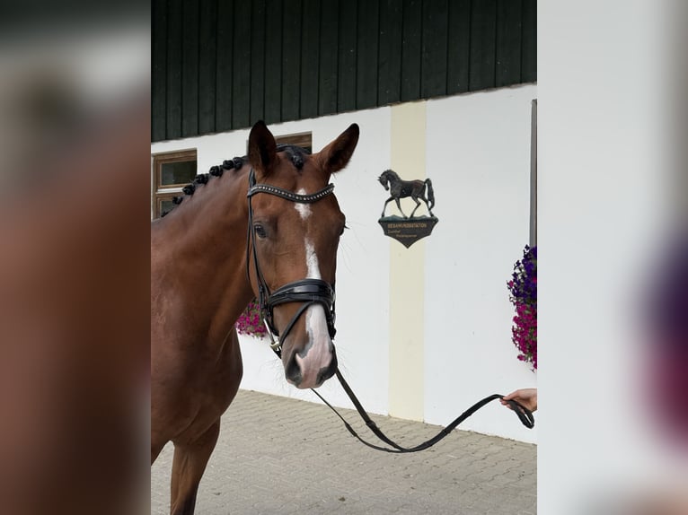Hannoveraner Stute 4 Jahre 169 cm Brauner in Rottenburg an der Laaber