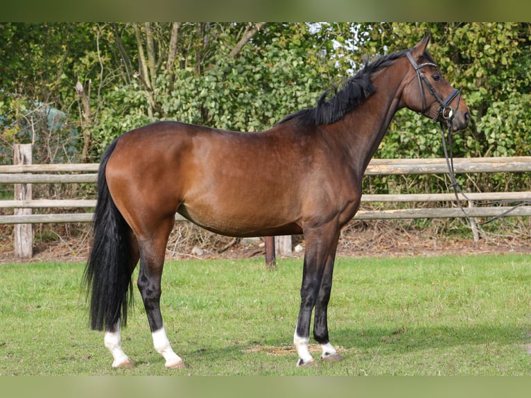 Hannoveraner Stute 4 Jahre 169 cm Brauner in Rickling