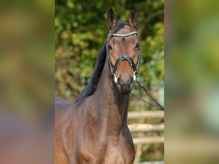 Hannoveraner Stute 4 Jahre 169 cm Brauner in Rickling