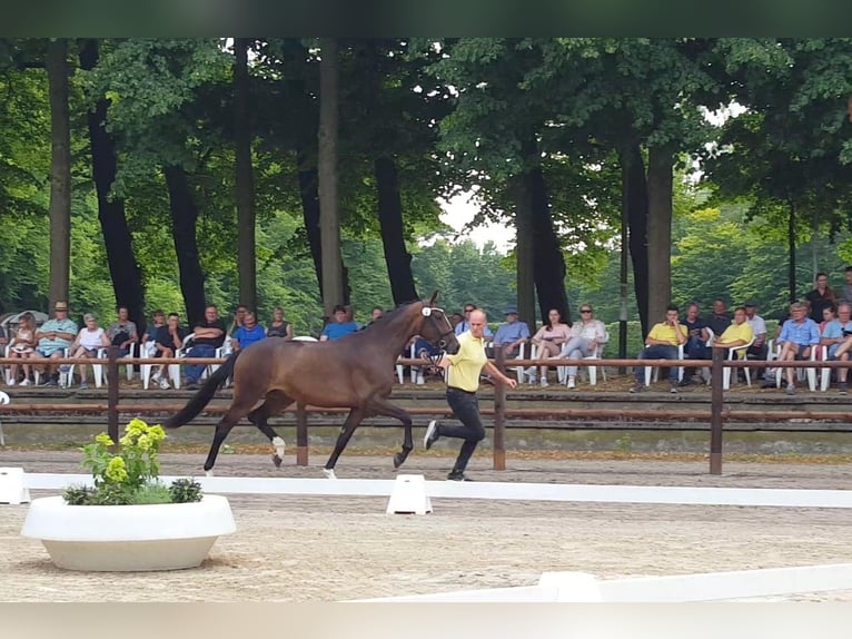 Hannoveraner Stute 4 Jahre 169 cm Brauner in Weeze