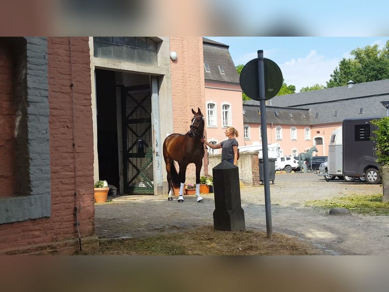 Hannoveraner Stute 4 Jahre 169 cm Brauner in Weeze