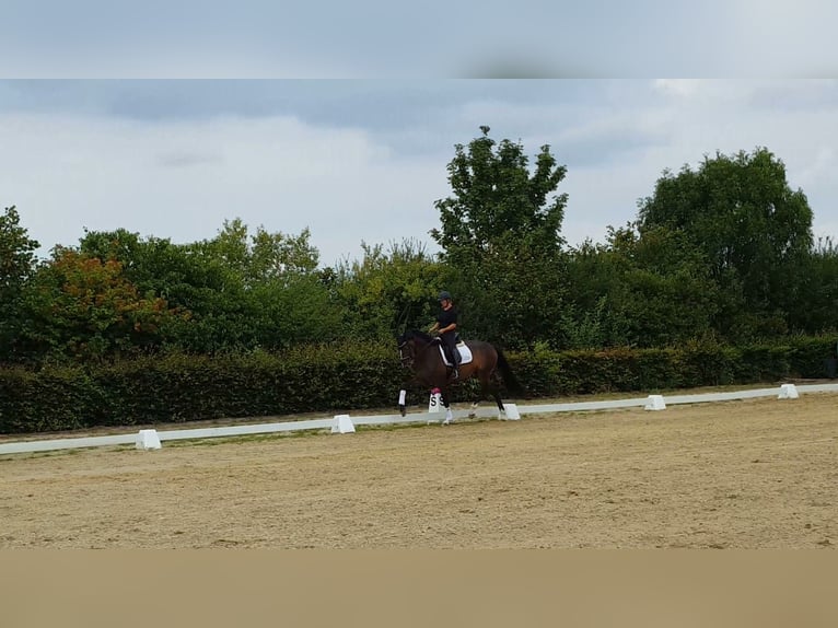 Hannoveraner Stute 4 Jahre 169 cm Brauner in Weeze