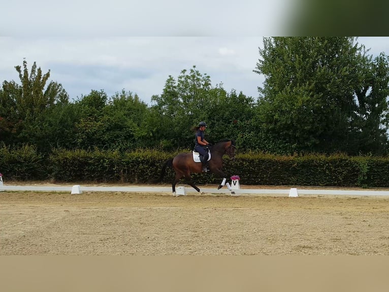 Hannoveraner Stute 4 Jahre 169 cm Brauner in Weeze