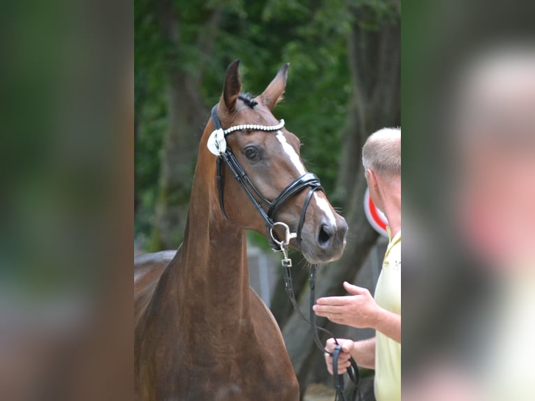 Hannoveraner Stute 4 Jahre 169 cm Brauner in Weeze