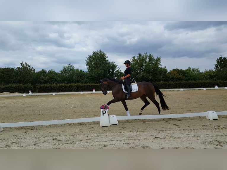 Hannoveraner Stute 4 Jahre 169 cm Brauner in Weeze