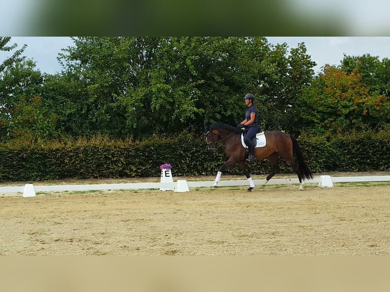 Hannoveraner Stute 4 Jahre 169 cm Brauner in Weeze