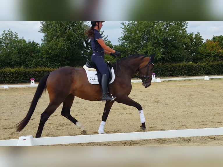 Hannoveraner Stute 4 Jahre 169 cm Brauner in Weeze