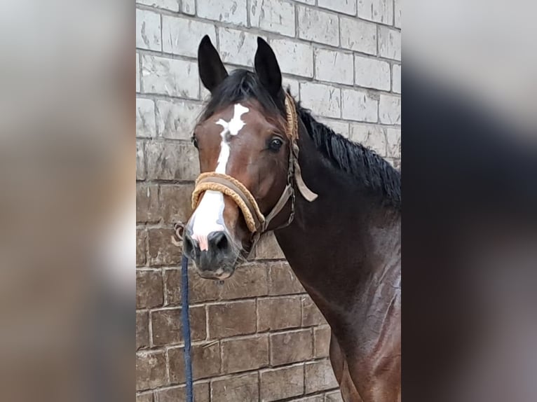 Hannoveraner Stute 4 Jahre 169 cm Brauner in Hesel