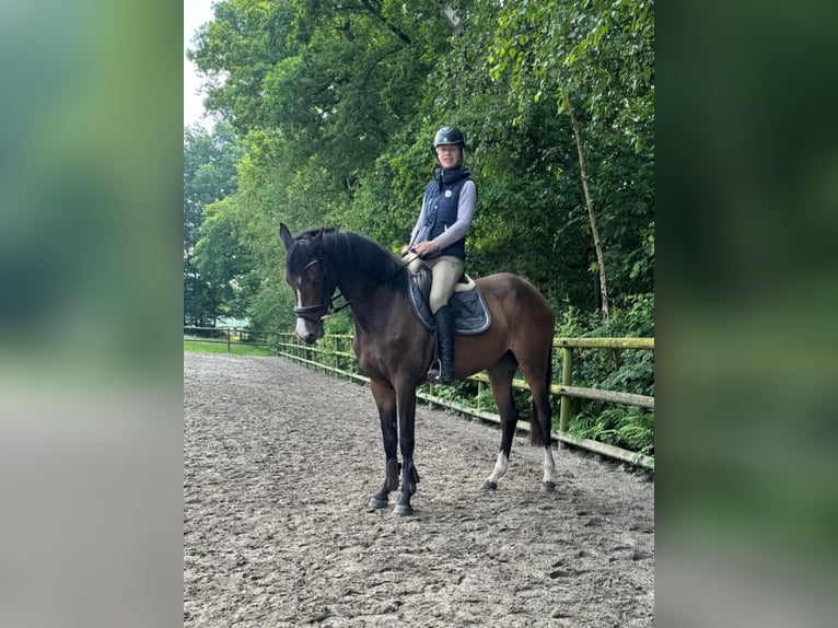 Hannoveraner Stute 4 Jahre 169 cm Brauner in Hesel