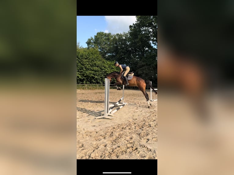 Hannoveraner Stute 4 Jahre 169 cm Brauner in Hesel