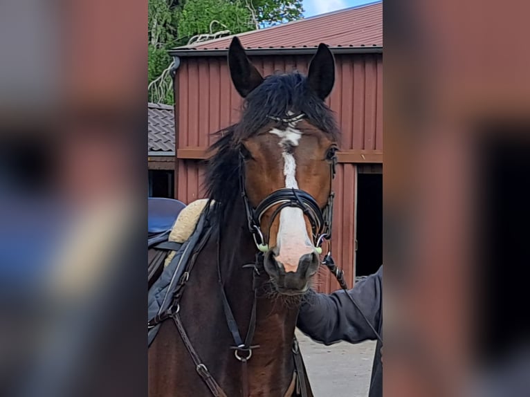 Hannoveraner Stute 4 Jahre 169 cm Brauner in Hesel
