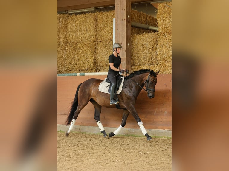 Hannoveraner Stute 4 Jahre 169 cm Dunkelbrauner in Bad Orb
