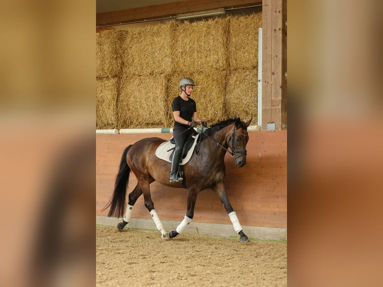 Hannoveraner Stute 4 Jahre 169 cm Dunkelbrauner in Bad Orb