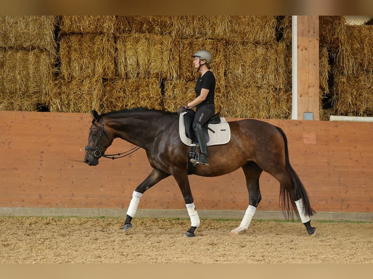 Hannoveraner Stute 4 Jahre 169 cm Dunkelbrauner in Bad Orb