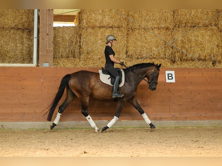 Hannoveraner Stute 4 Jahre 169 cm Dunkelbrauner in Bad Orb