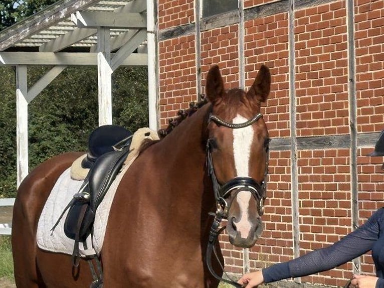 Hannoveraner Stute 4 Jahre 169 cm Dunkelfuchs in Verden (Aller)
