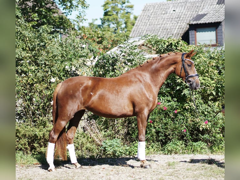 Hannoveraner Stute 4 Jahre 169 cm Dunkelfuchs in Hohenfelde