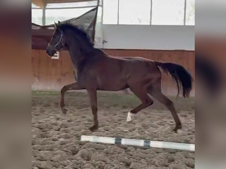 Hannoveraner Stute 4 Jahre 169 cm Dunkelfuchs in Telgte