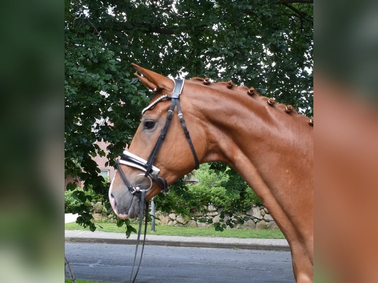 Hannoveraner Stute 4 Jahre 169 cm Fuchs in Fredenbeck
