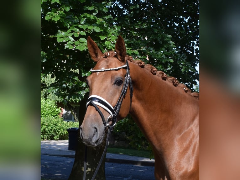 Hannoveraner Stute 4 Jahre 169 cm Fuchs in Fredenbeck