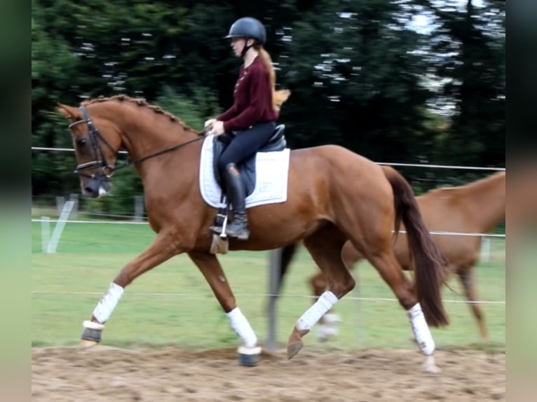 Hannoveraner Stute 4 Jahre 169 cm Fuchs in Fredenbeck