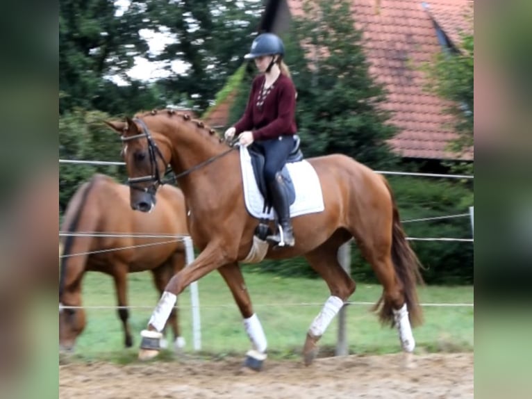 Hannoveraner Stute 4 Jahre 169 cm Fuchs in Fredenbeck