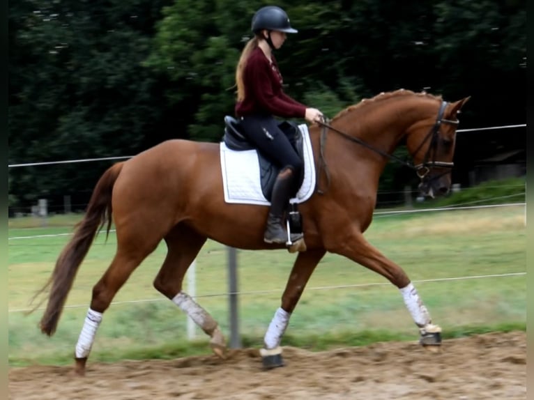 Hannoveraner Stute 4 Jahre 169 cm Fuchs in Fredenbeck