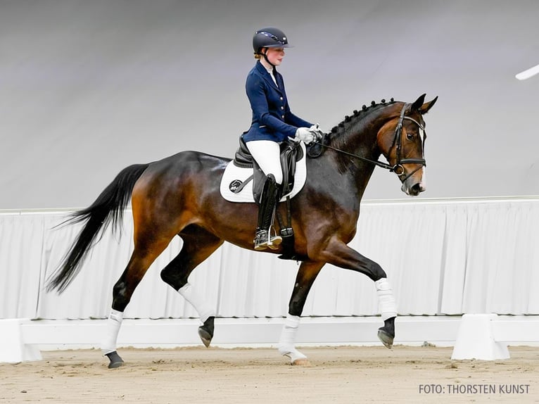 Hannoveraner Stute 4 Jahre 169 cm Fuchs in Verden