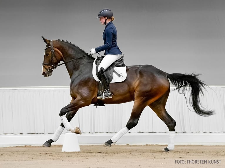 Hannoveraner Stute 4 Jahre 169 cm Fuchs in Verden