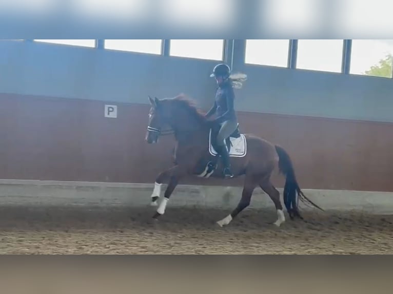 Hannoveraner Stute 4 Jahre 169 cm Fuchs in Herleshausen